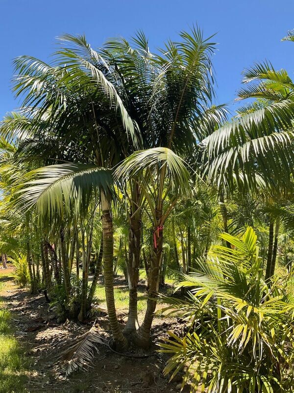 HOWEA FORSTERIANA