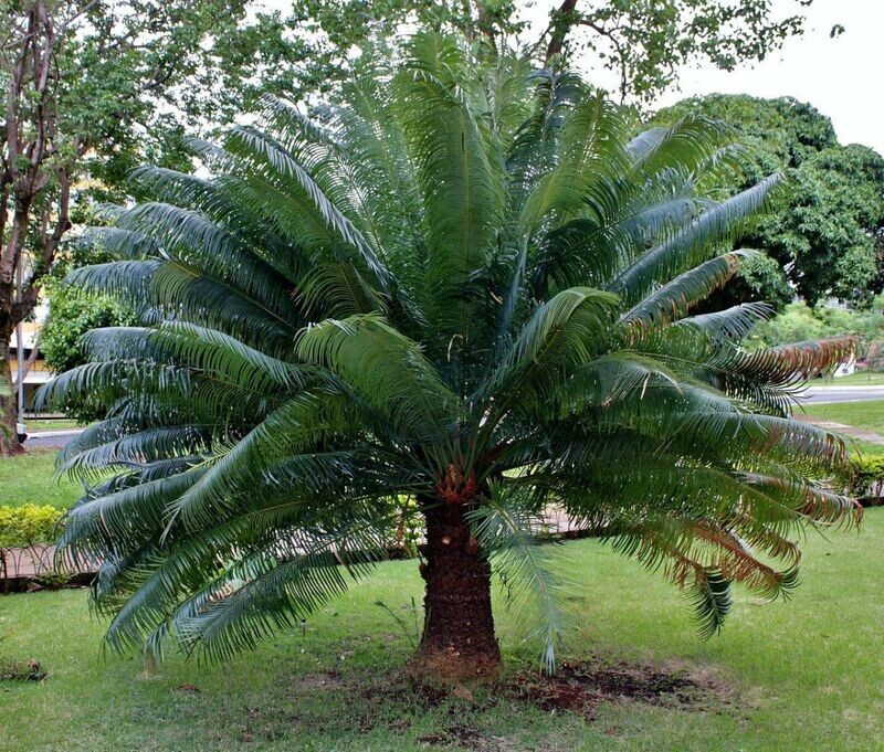CYCAS CIRCINALIS