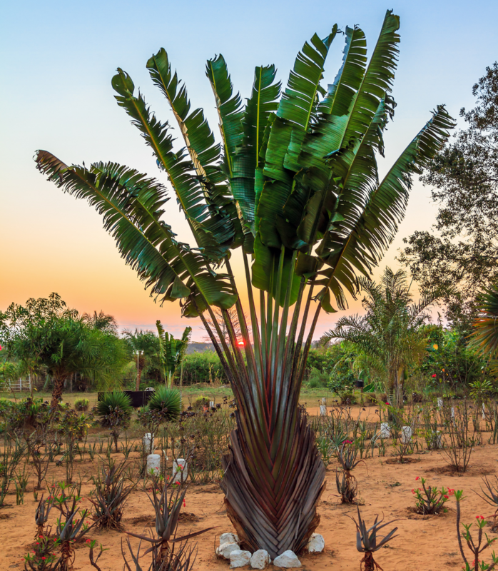 RAVENALA MADAGASCARIENSIS