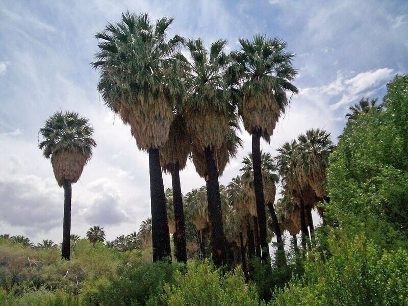 WASHINGTONIA FILIFERA
