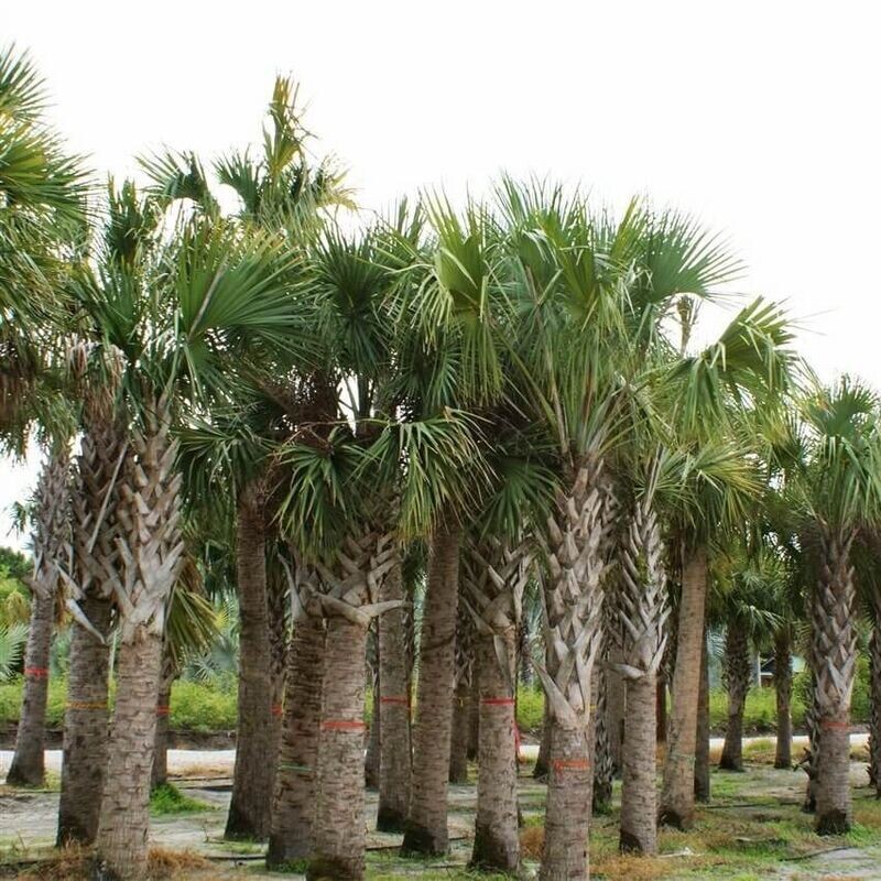 SABAL PALMETTO