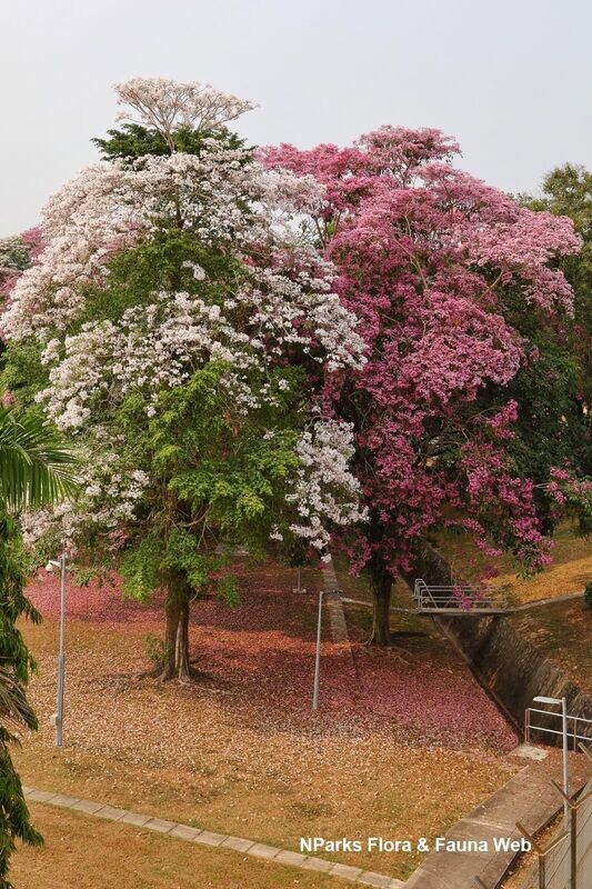 TABEBUIA ROSEA