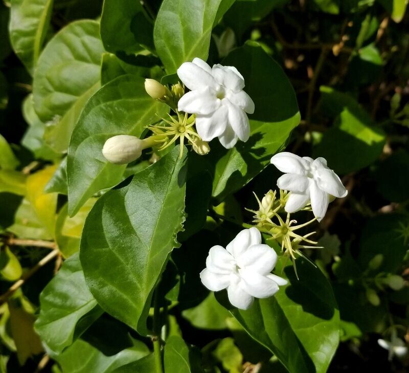 JASMINUM SAMBAC