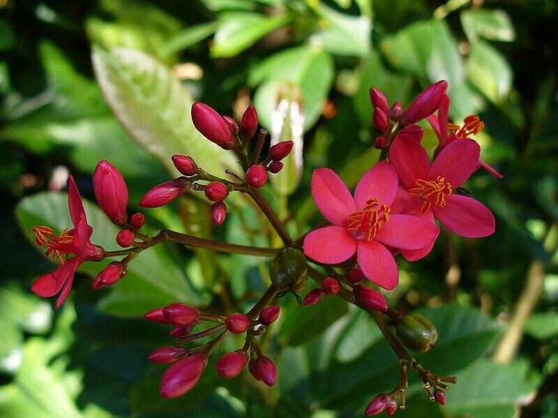 JATROPHA INTEGRIMA