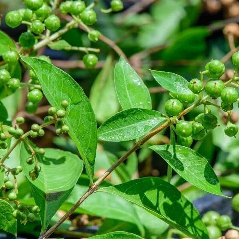 LAWSONIA INERMIS