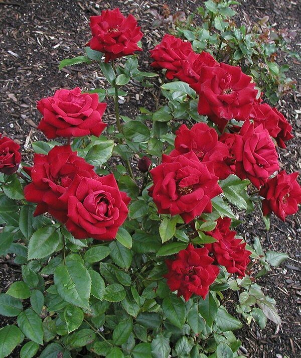 ROSA SPP.