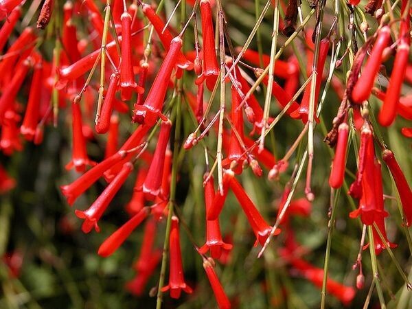RUSSELIA JUNCEA