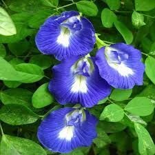 CLITORIA TERNATEA