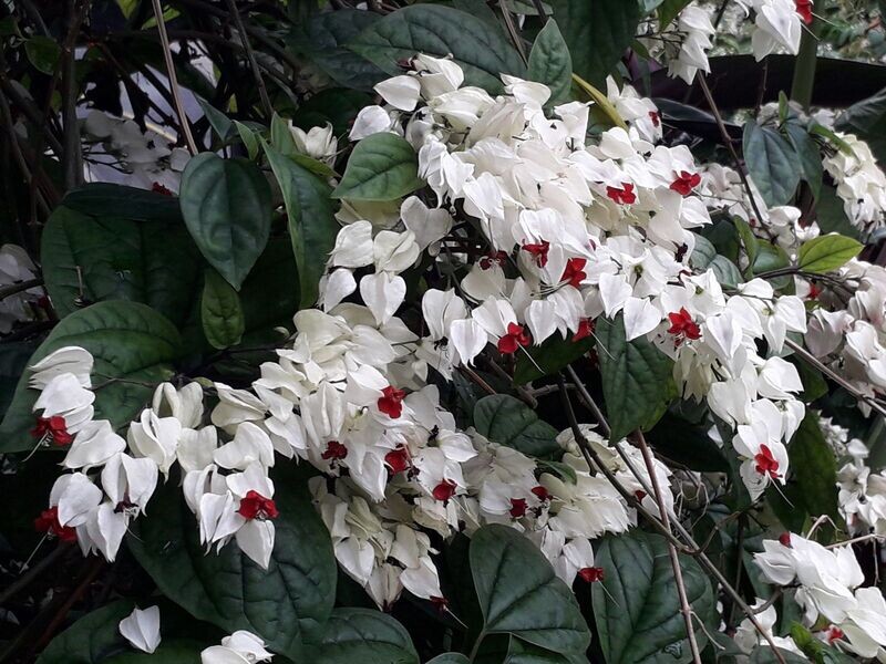 CLERODENDRUM THOMSONIAE