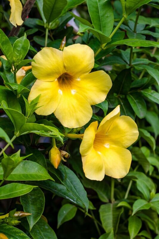 ALLAMANDA CATHARTICA