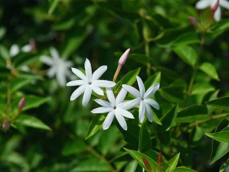 JASMINUM NITIDUM