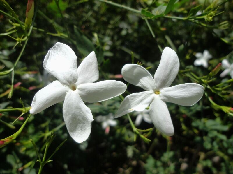 JASMINUM GRANDIFLORA