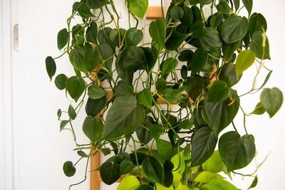PHILODENDRON SCANDENS
