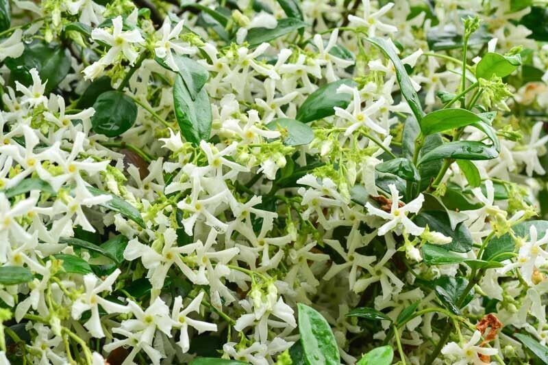 TRACHELOSPERMUM JASMINOIDES