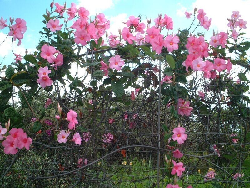MANDEVILLA AMOENA