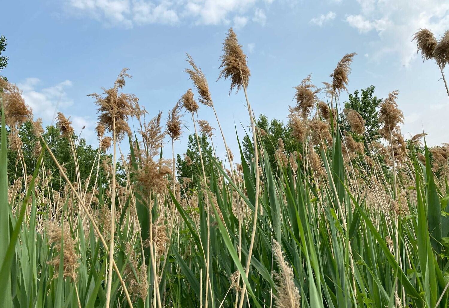 PHRAGMITES AUSTRALIS