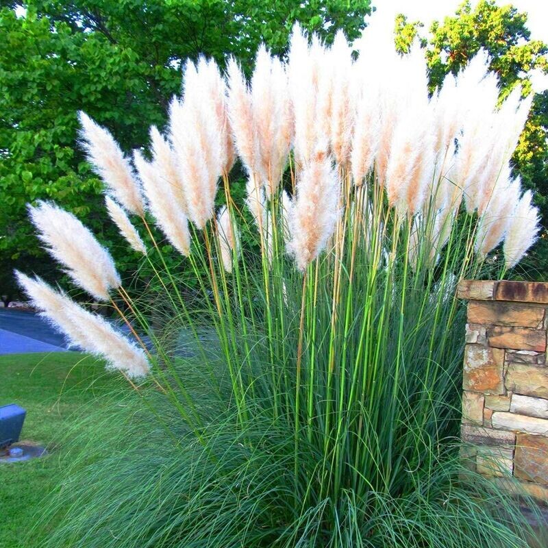 CORTADERIA SELLOANA