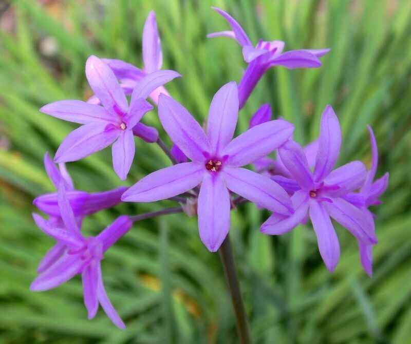 TULBAGHIA VIOLACEAE