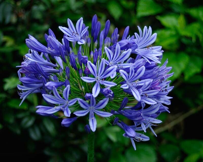 AGAPANTHUS ORIENTALIS