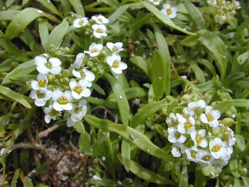 ALYSSUM MARITIMUM