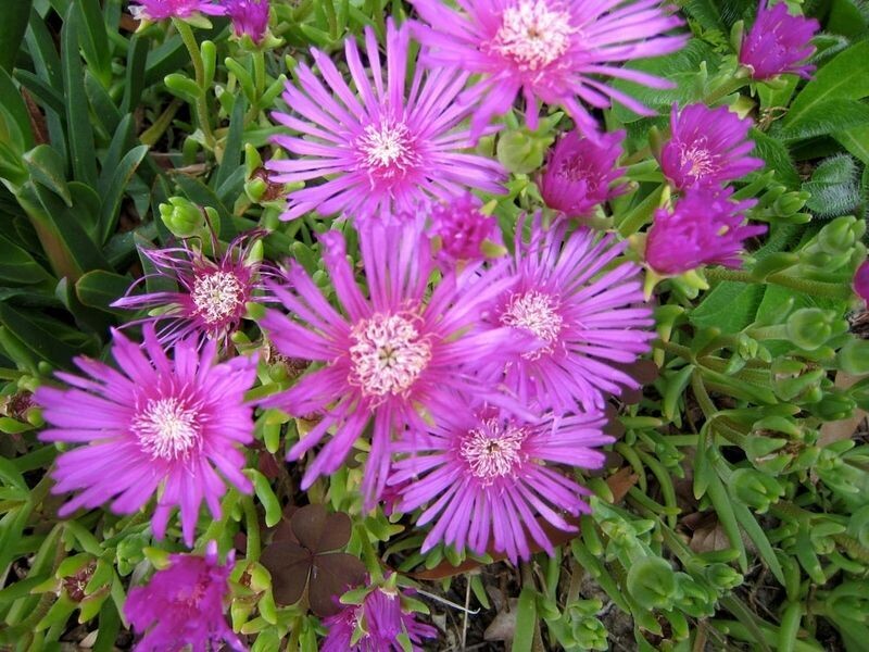 LAMPRANTHUS SPECTABILIS