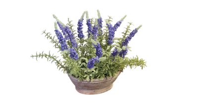 POTTED LAVENDER 30CM