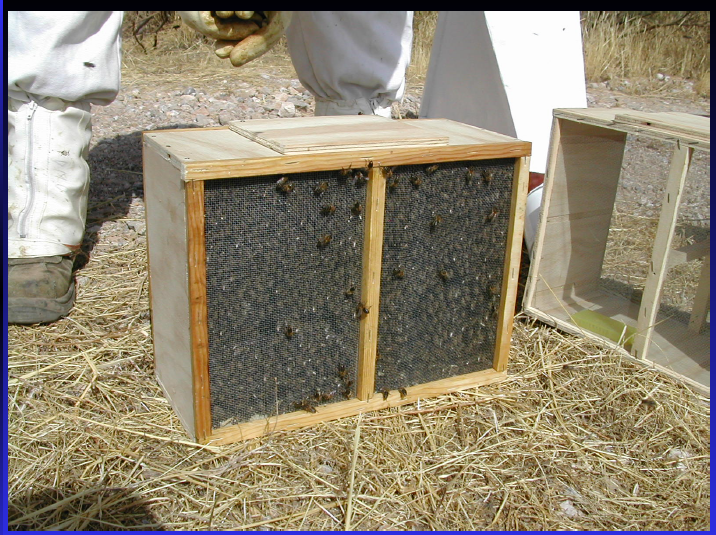 Paquetes de Abejas