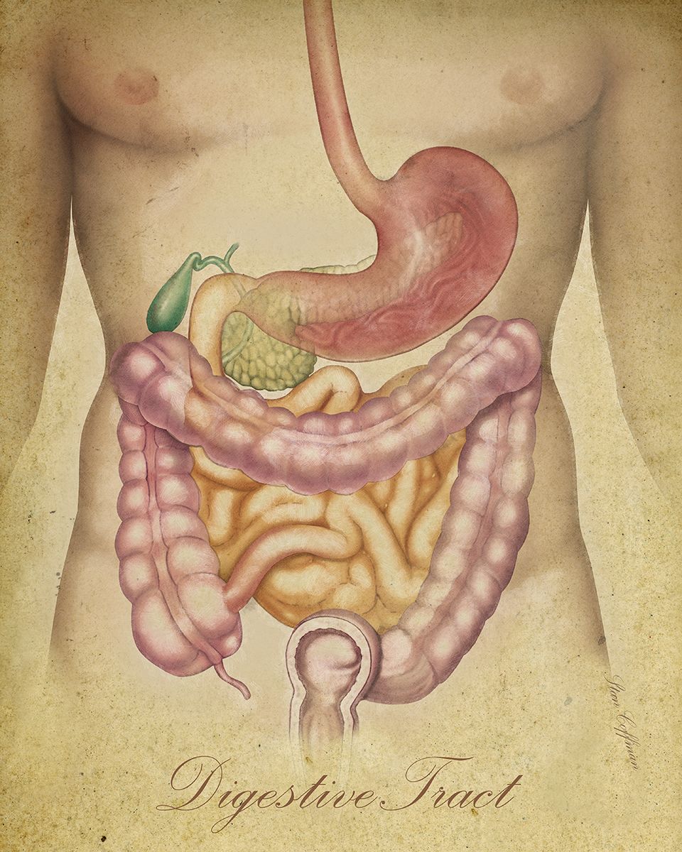 GI Tract Anatomy