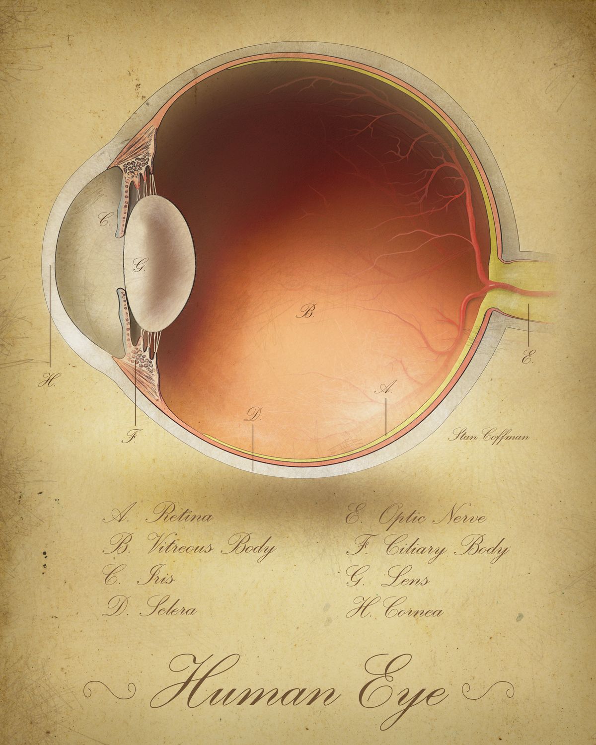 Eye Cross Section Anatomy