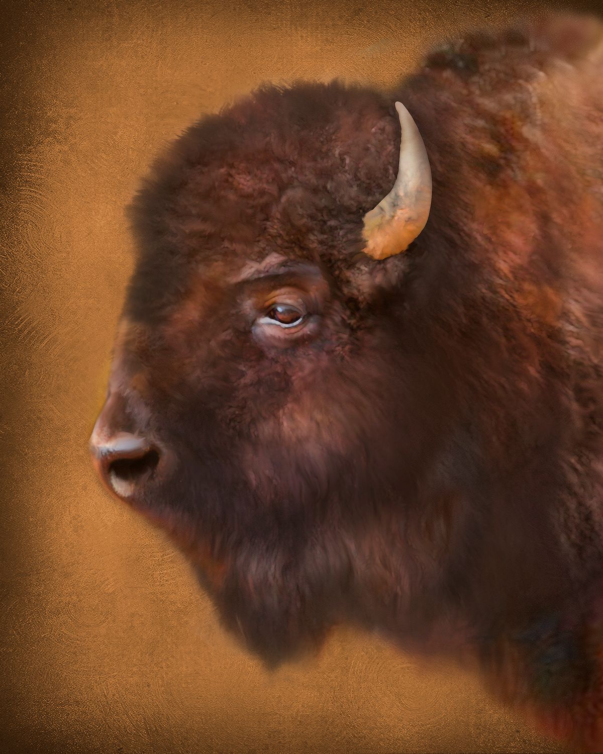 Bison Profile