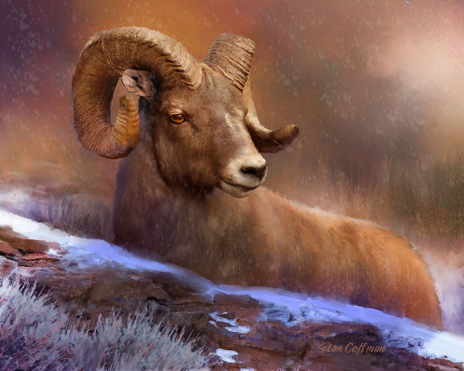 Bighorn Sheep