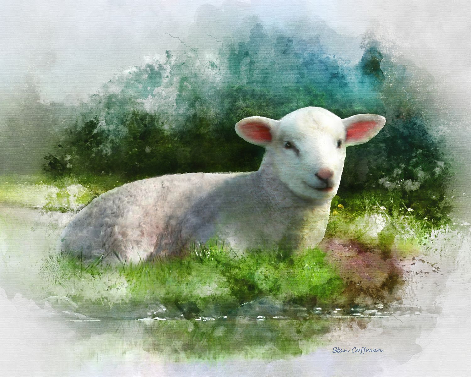 Lamb resting by a pond