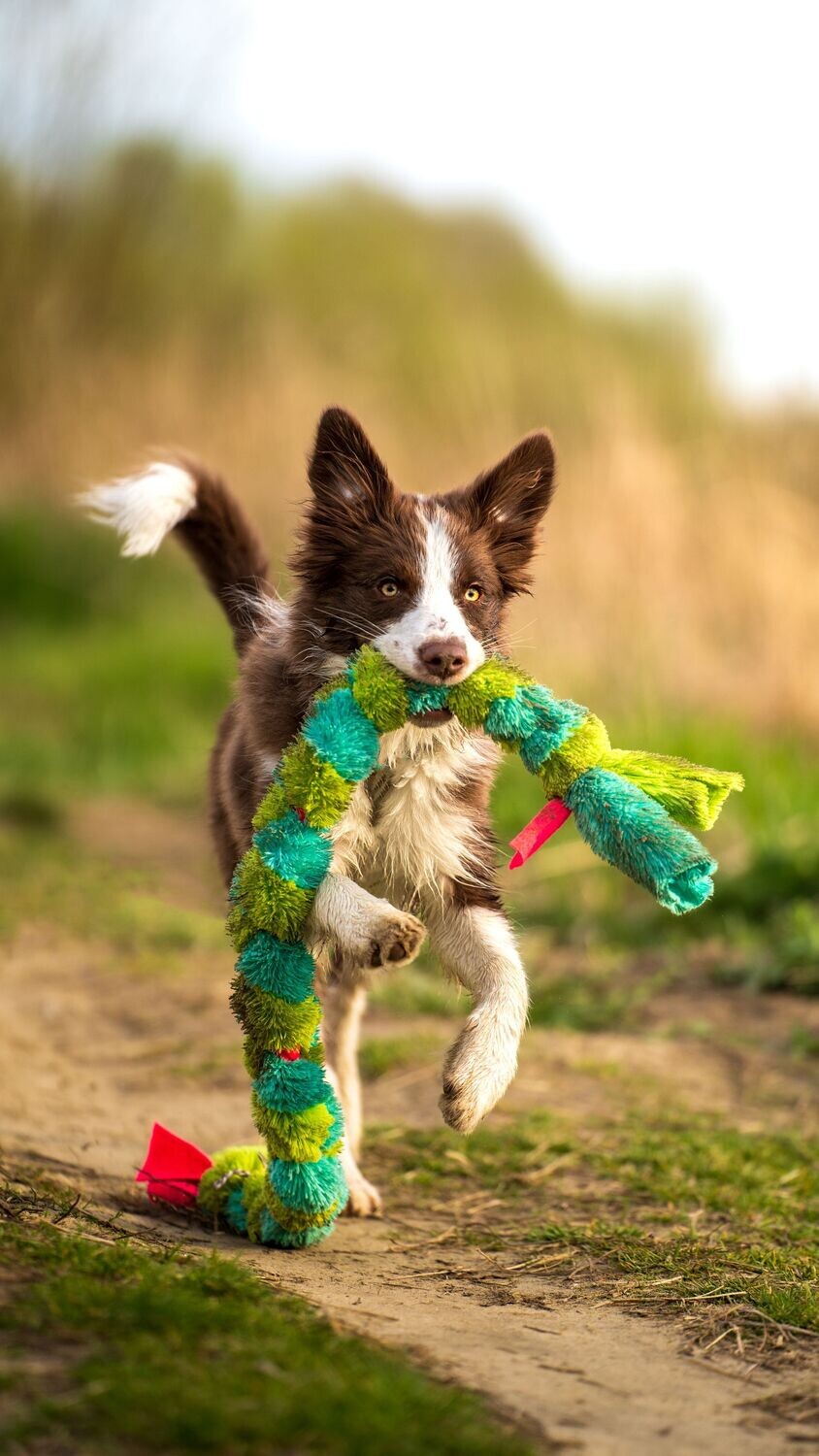 Obedient Pup - 1 month