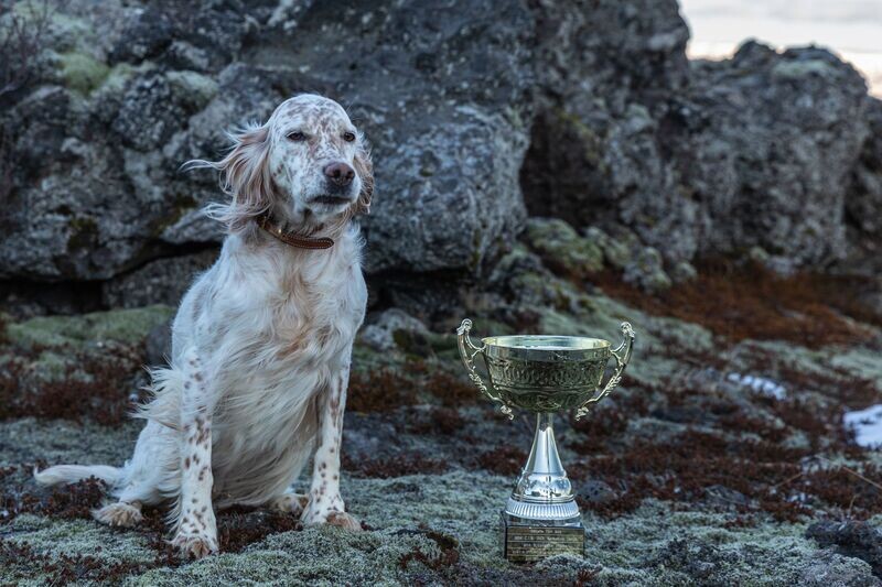 Competition Canine - 1 month