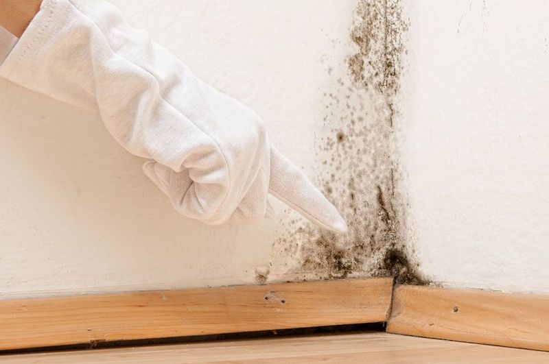 Antimuffa e Antialghe