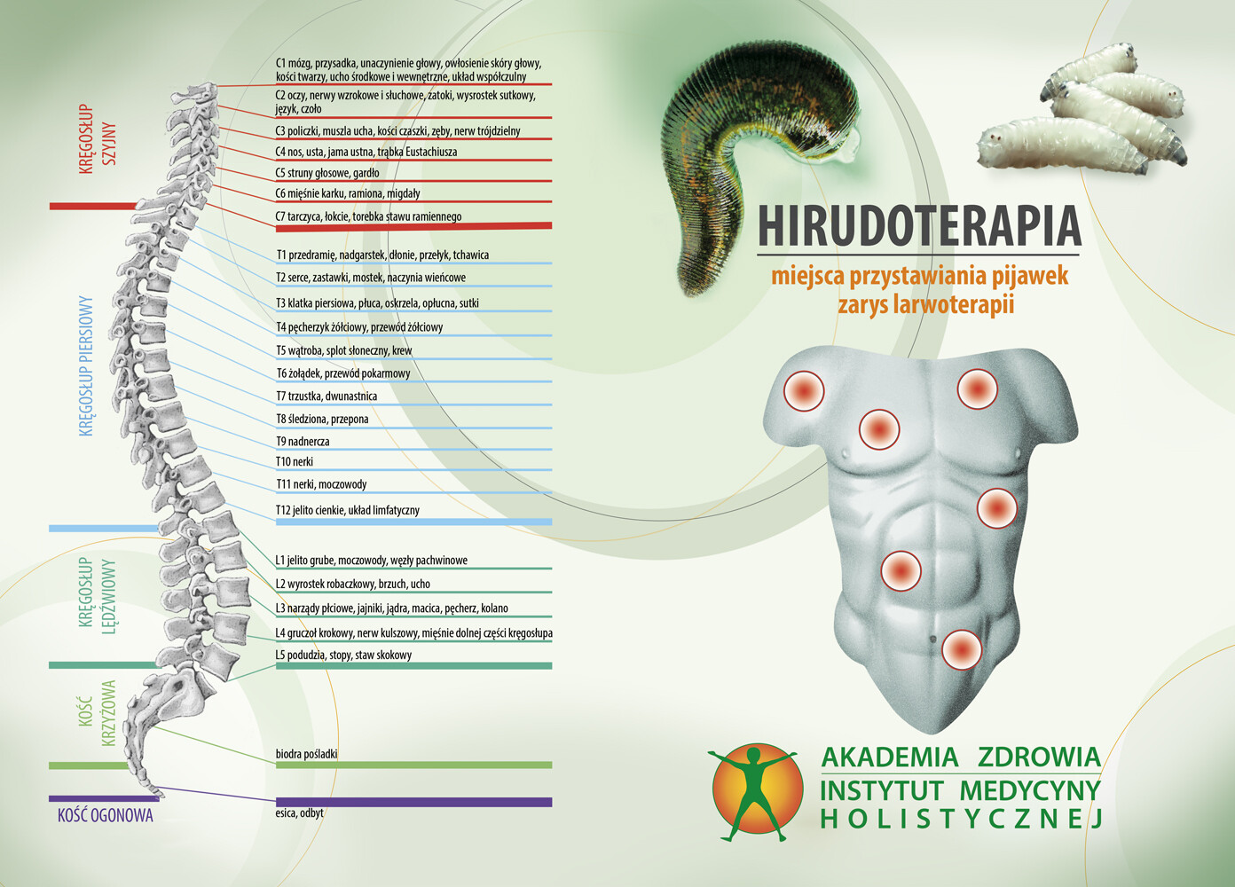 Hirudoterapia miejsca przystawiania pijawek zarys larwoterapii - e-book