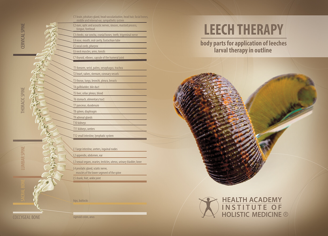 ​LEECH THERAPY
body parts for application of leeches larval therapy in outline - ebook