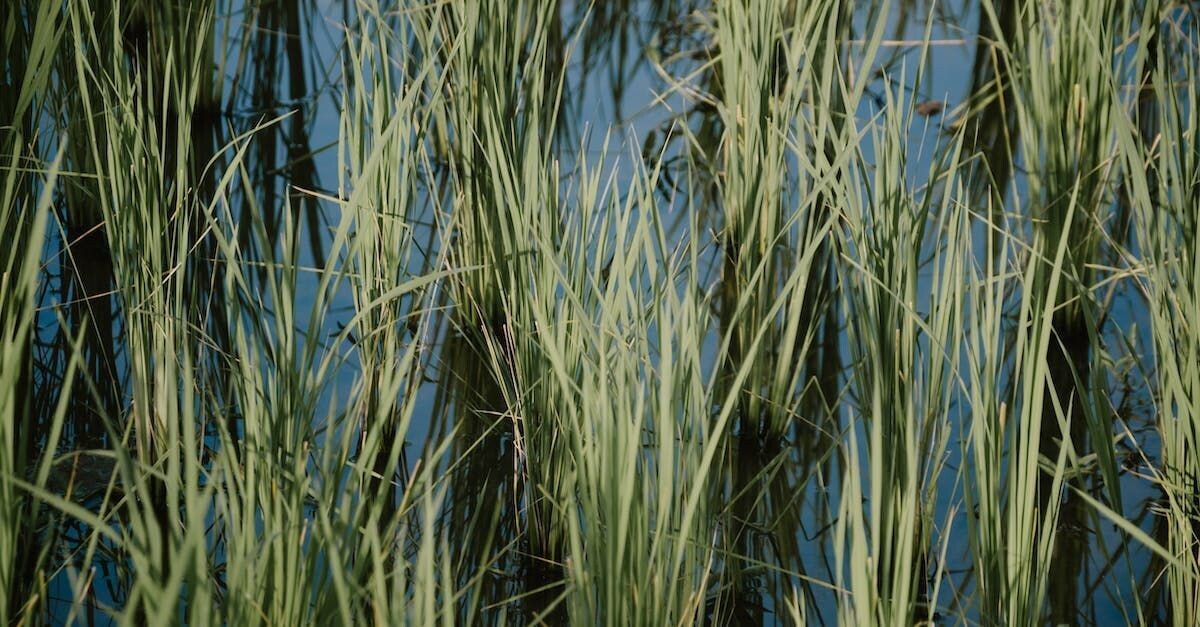 Fall Grass 9"