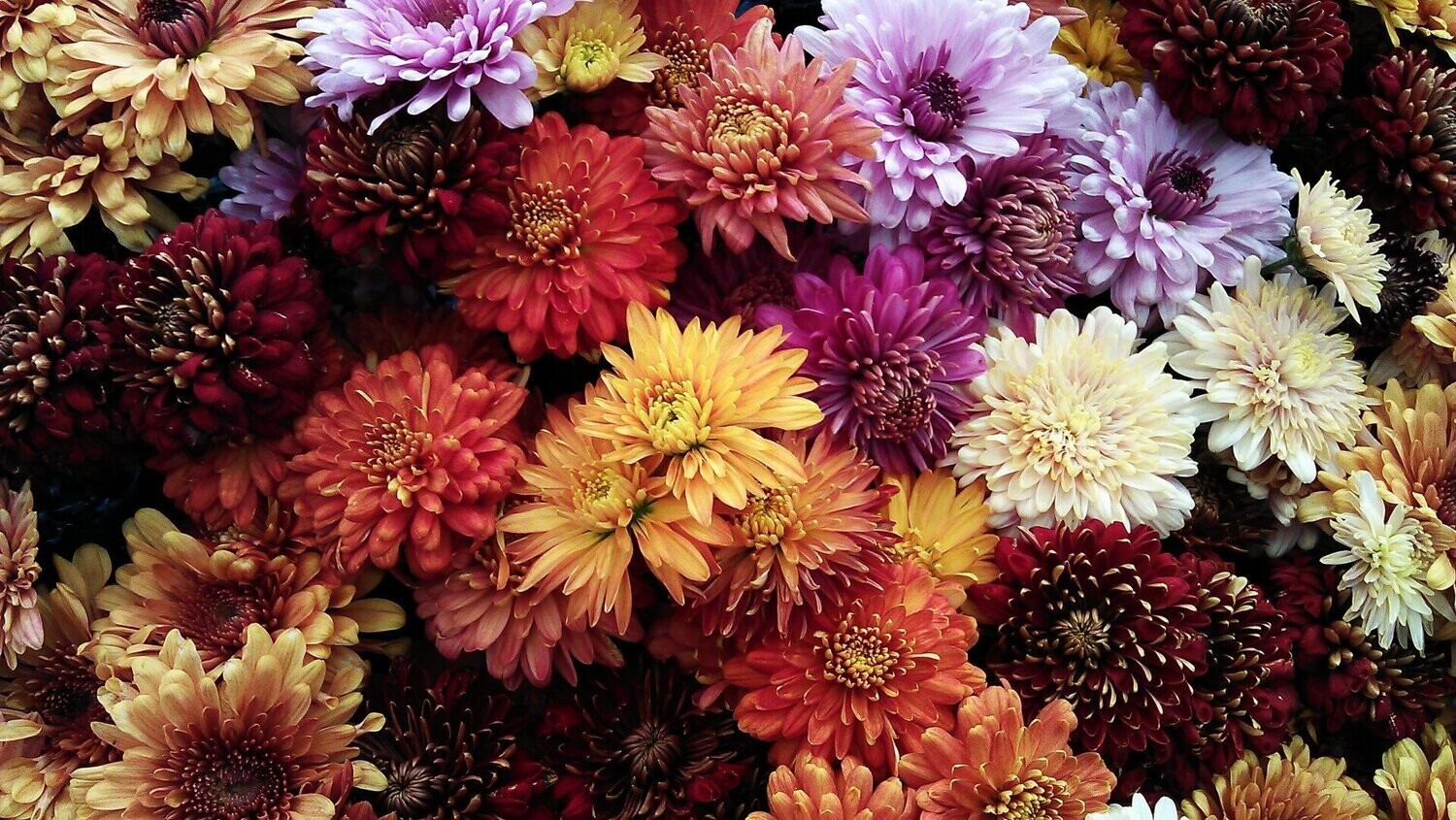 Fall Mum Tri- Color 10"