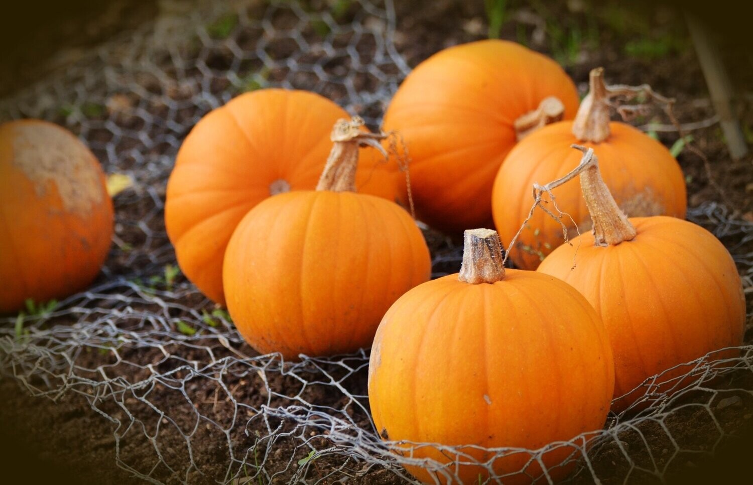 Pumpkins 30-35 count (decorator/carver)