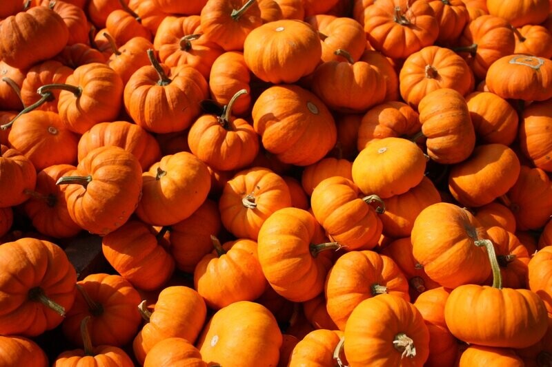 Field Trip (Orange pie type and size) 100 ct