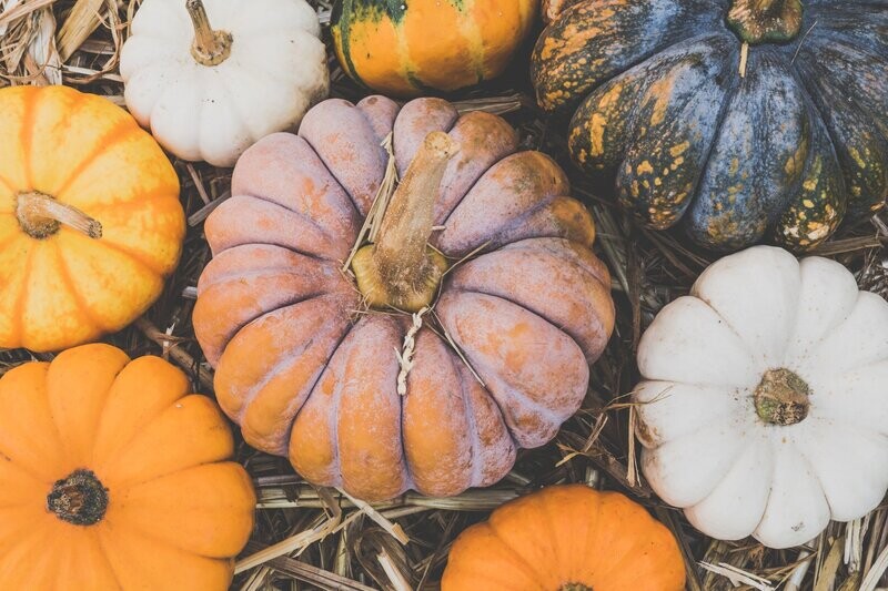 Wee-Be-Little (orange true mini pumpkin) 750ct approx