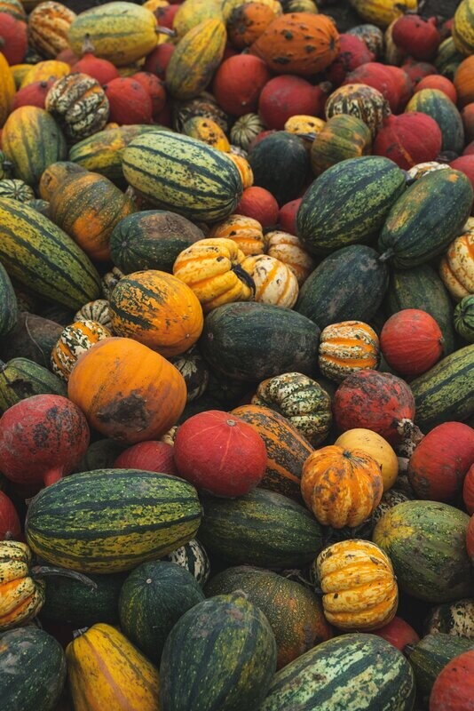 Gourds 50 Count