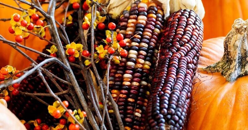 Fiesta Ornamental (3 mixed ears per bunch) 15 bunches