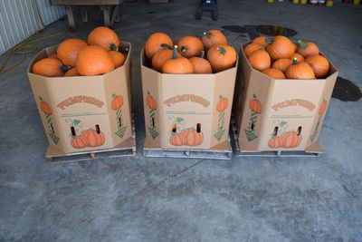 Large Pumpkins