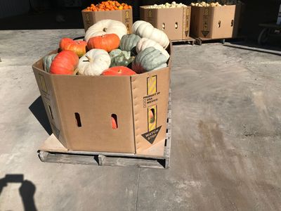 Specialty Pumpkins