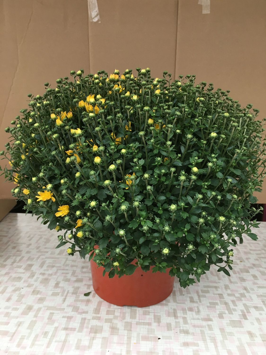 Fall Mum Bronze 9"
