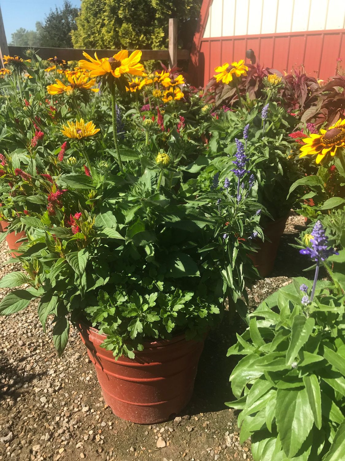Rudbeckia only    12"