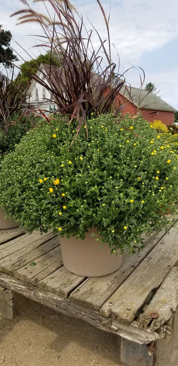 Fall Mum   Red/Grass 14"