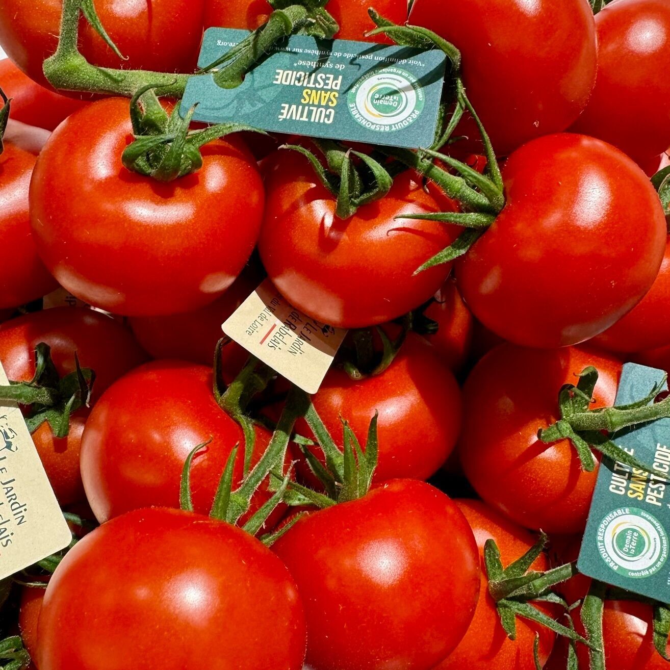 Tomates Râbelais